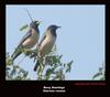 Rosy Starling, Copyrights  2007 , Maulik Suthar