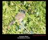 Common Myna - Acridotheres tristis, Copyrights  2007 , Maulik Suthar