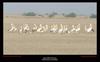 Great White Pelicans, Pelecanus onocrotalus, Copyrights  2007 , Maulik Suthar