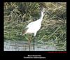 Black-headed ibis, Copyrights  2007 , Maulik Suthar