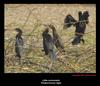 Little cormorants, Copyrights  2007 , Maulik Suthar