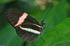 Crimson-patched Longwing (heliconius erato)