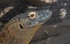 Komodo Dragon (Varanus komodoensis)001