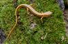 Long-tailed Salamander (Eurycea longicauda longicauda)021