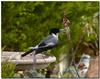 grey butcherbird