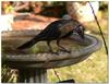 bird mirror 2 - Wattlebird