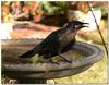 bird mirror 3 - Wattlebird