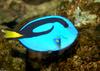 Blue Tang (Paracanthurus hepatus)