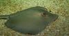 Southern Stingray (Dasyatis americana)001