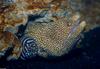 Whitemouth Moray Eel (Gymnothorax meleagris) with Zebra Moray (Gymnomuraena zebra)