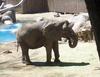 African Elephant
