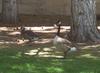 Canadian Goose