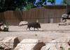 Chacocan Peccary