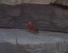 Cardinal