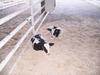 Calfs