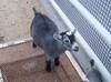 Pygmy Goat