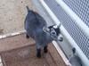 Pygmy Goat