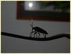 strange bug 1