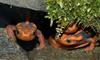 Yunnan Newt (Tylototriton shanjing)2