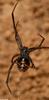 Warm Winter Days in the Woods - Black Widow Spider