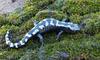Warm Winter Days in the Woods - Marbled Salamander