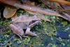 Warm Winter Days in the Woods - Wood Frog