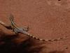 sunbaking dragon