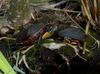 Turtles - eastern painted turtles