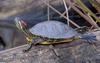 Turtles - slider