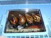 snails