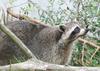 racoons