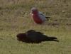 Mutant Galah 4