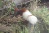 White tail squirrel