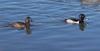 Ringneck Ducks Aythya Collaris Pair