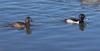 Ringneck Ducks Aythya Collaris Pair