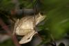 Very cute FROG