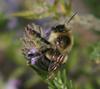 A polinating bee