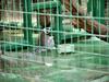 Hong Kong Lemurs - 2/3