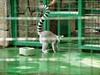 Hong Kong Lemurs - 3/3