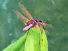 Pretty bug, too far away for a good photo.  1/2