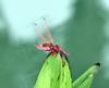 Pretty bug, too far away for a good photo.  2/2