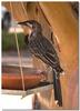 Red Wattlebird