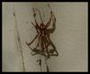 spider 2