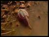 Shield Shrimp - Triops australiensis 2