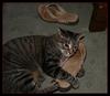 mad cat 1