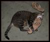 mad cat 2