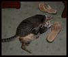 mad cat 3