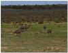 emus 1 - common emu (Dromaius novaehollandiae)