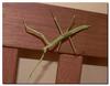 Mantis a