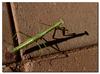 Mantis c